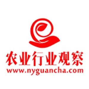 Nyguancha抖音