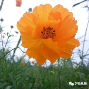 春暧花开抖音